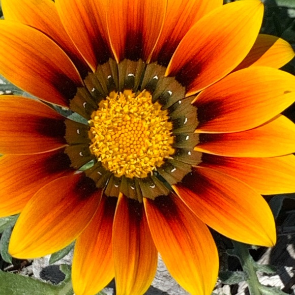 Meet your Posher, Tracey - Picture 5 of 5